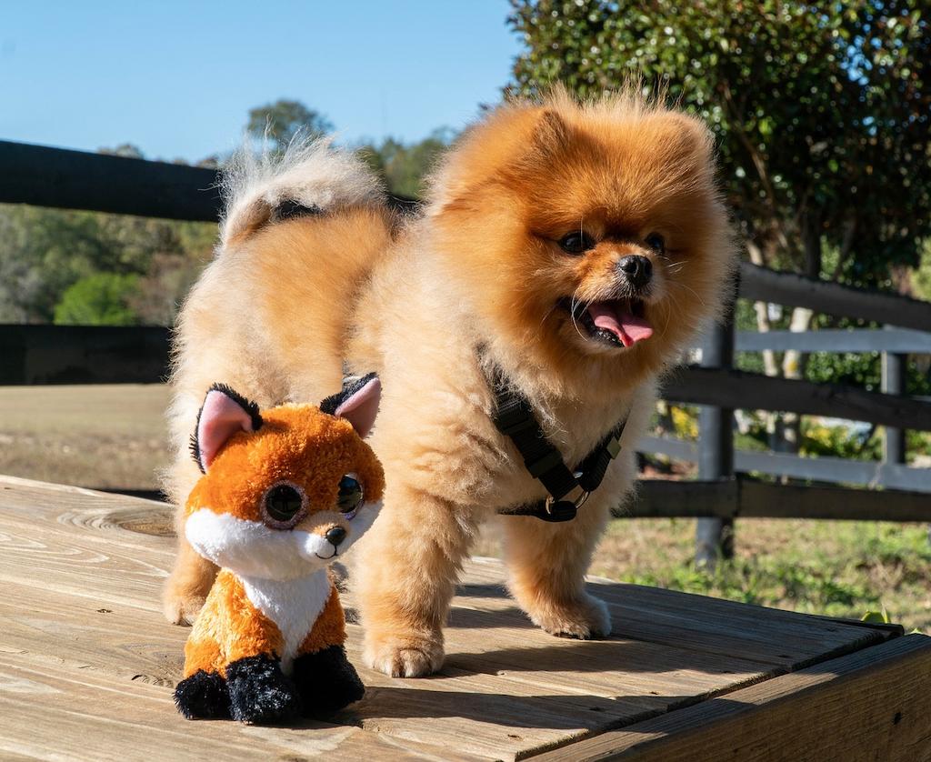 Anjing Kaki Pendek Pomeranian