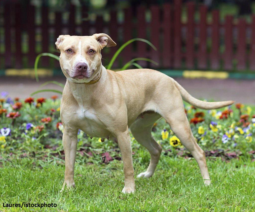 Ciri-ciri Anjing American Pitbull