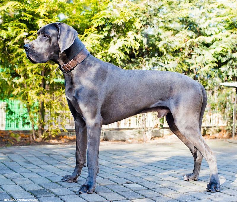 Informasi Ras Anjing Great Dane » AnjingPedia