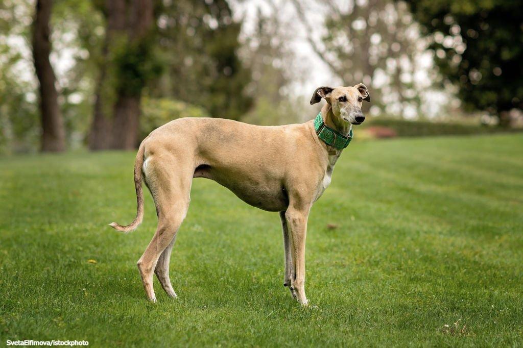Ciri-ciri Anjing Greyhound