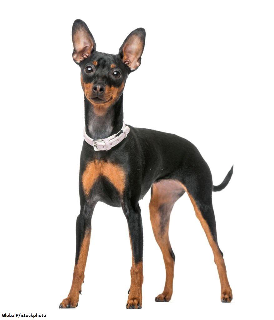 Ciri-ciri Anjing Mini Pinscher