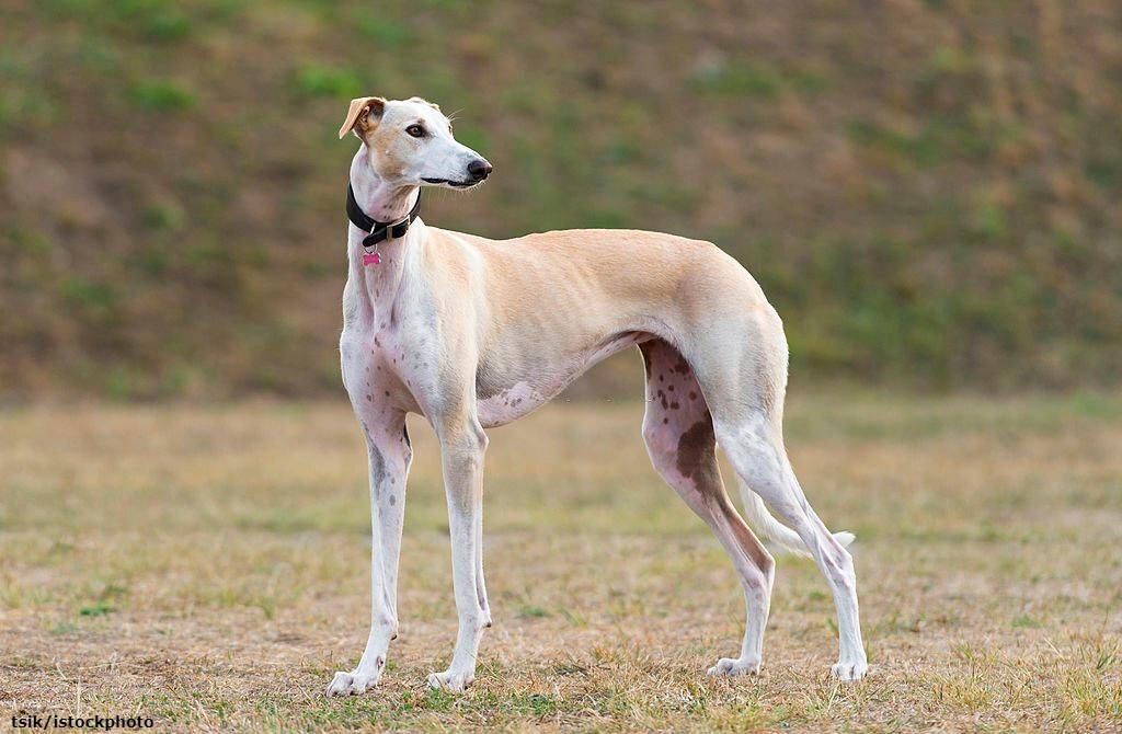 Anjing Greyhound Spanyol Galgo