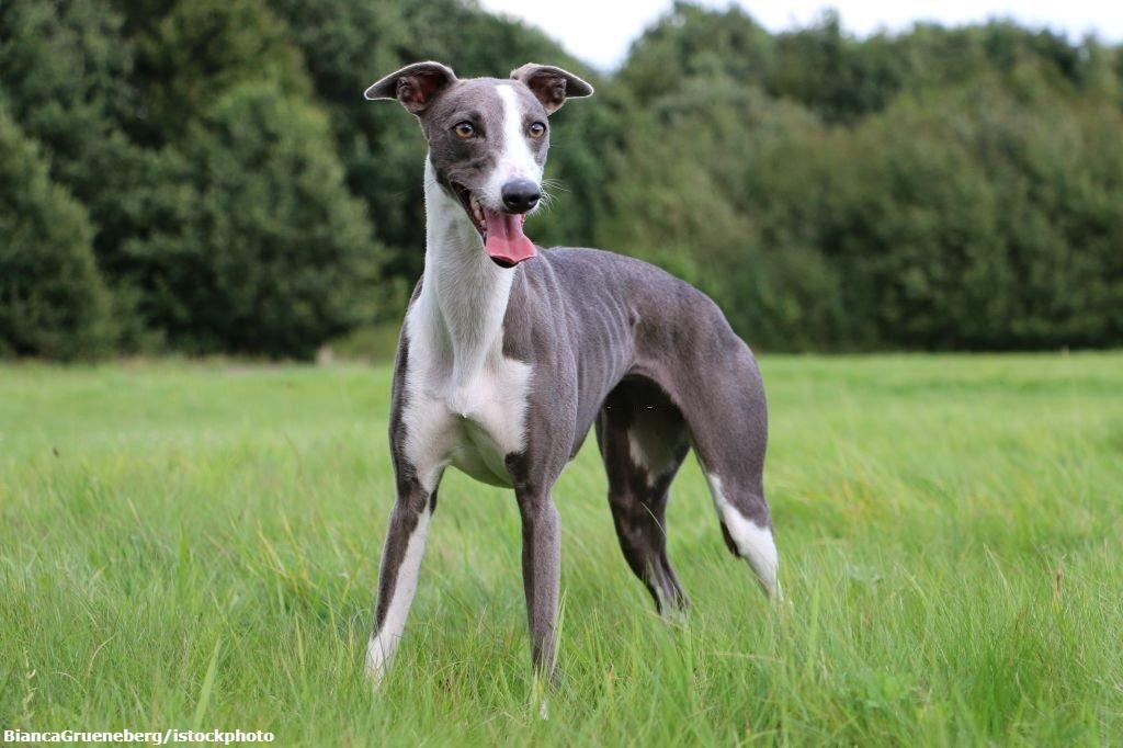 Anjing Greyhound Whippet