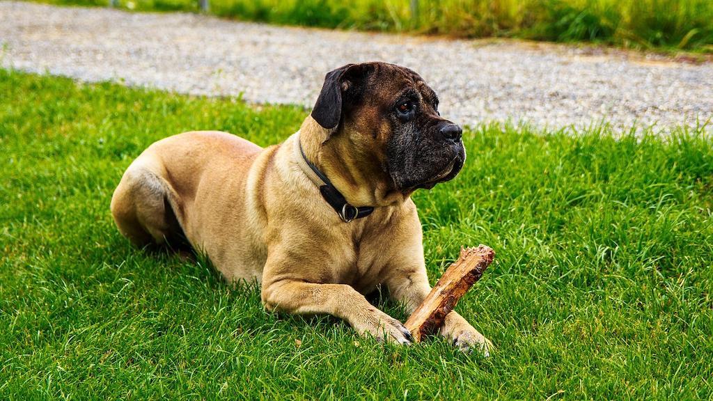 Merawat Anjing Cane Corso