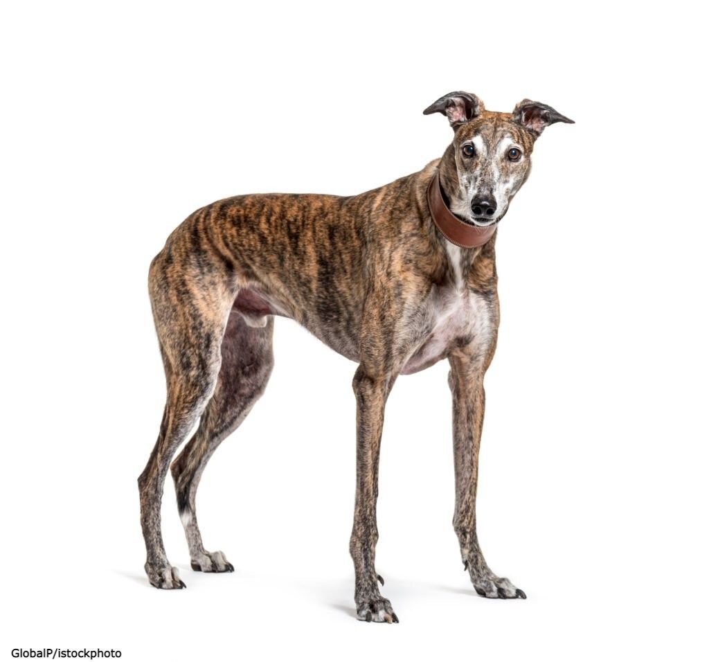Merawat Anjing Greyhound