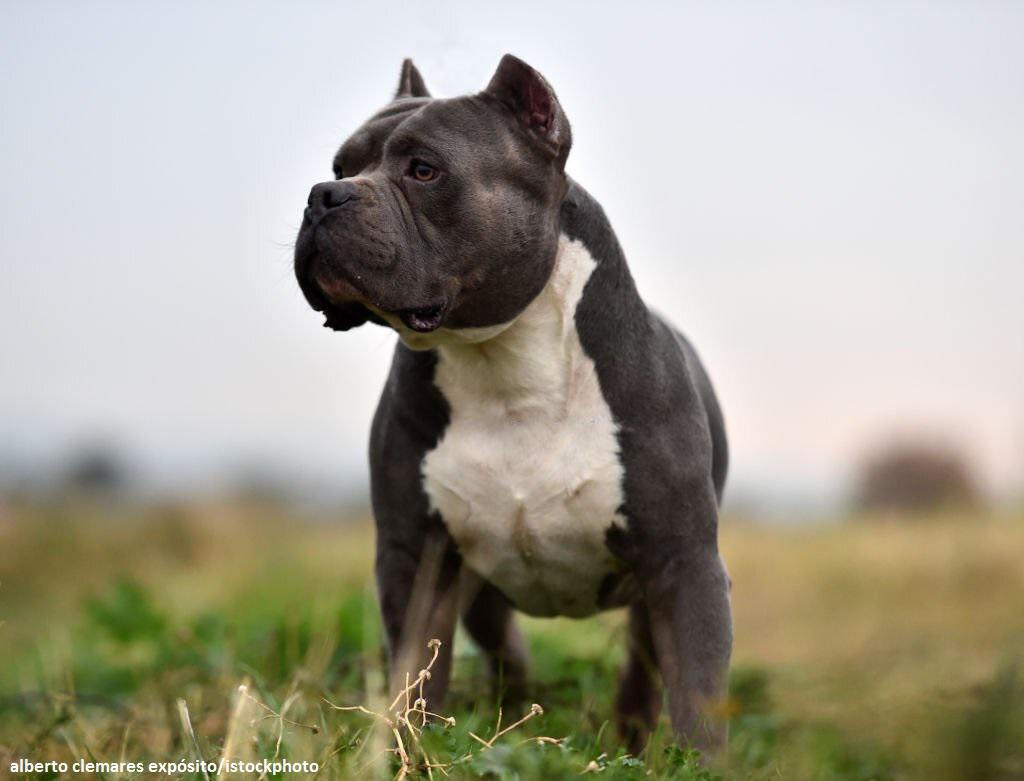 Anjing American Bully 1 Anjing American Bully