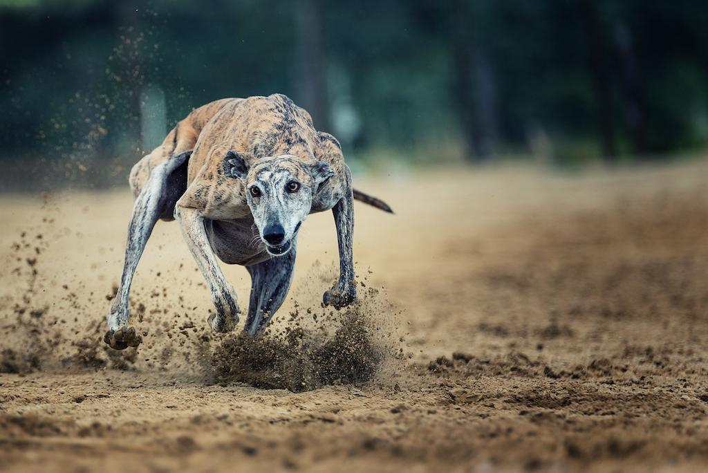 Ras Anjing Greyhound