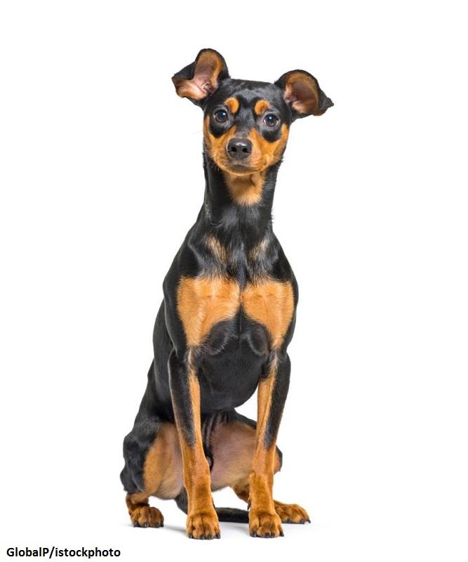 Ras Anjing Mini Pinscher