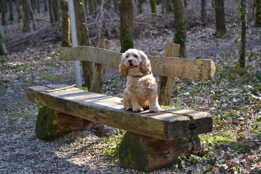 Anjing Spaniel