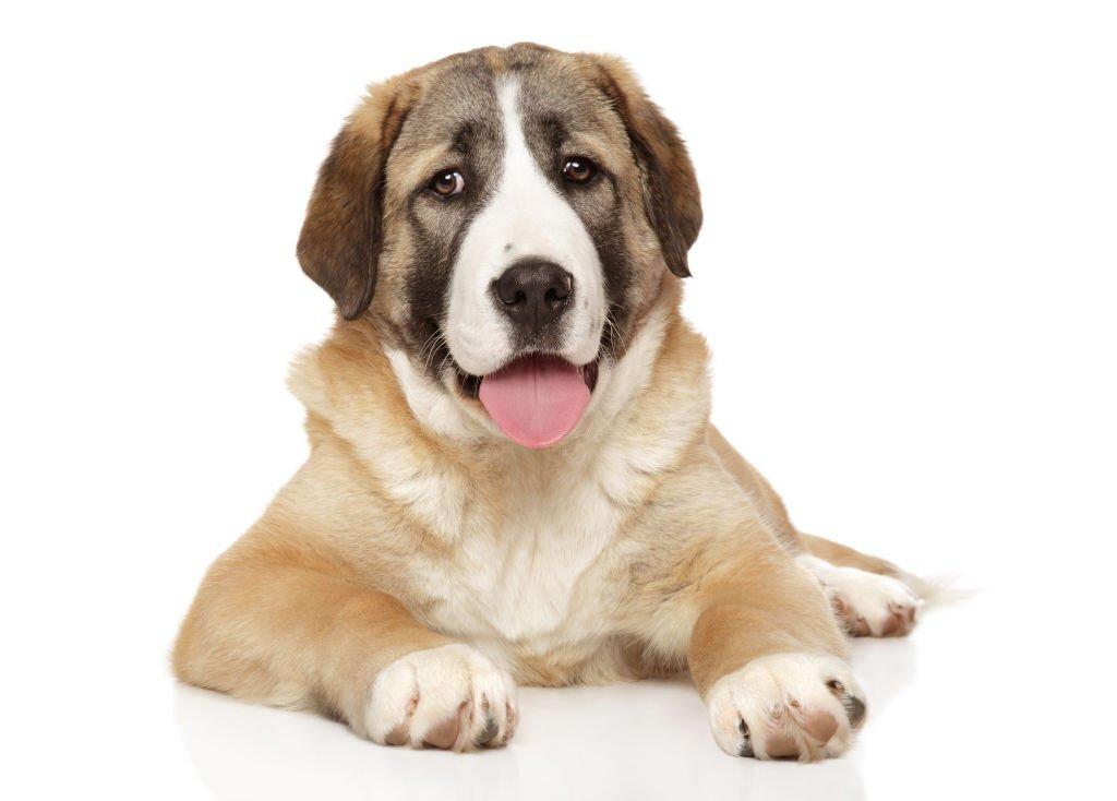 Anak Anjing Alabai