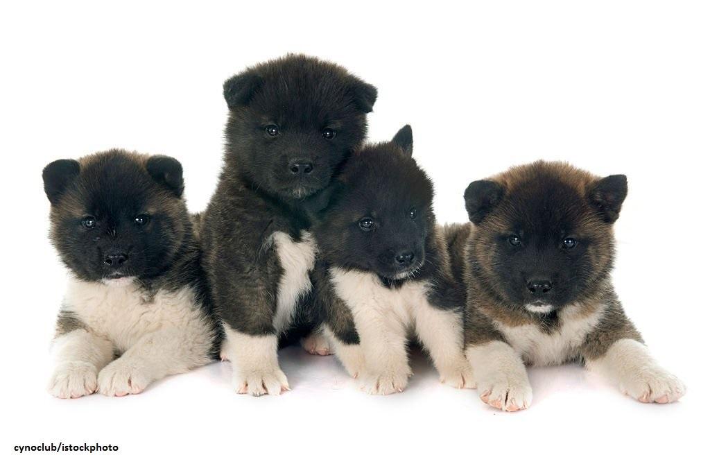 Anak Anjing American Akita