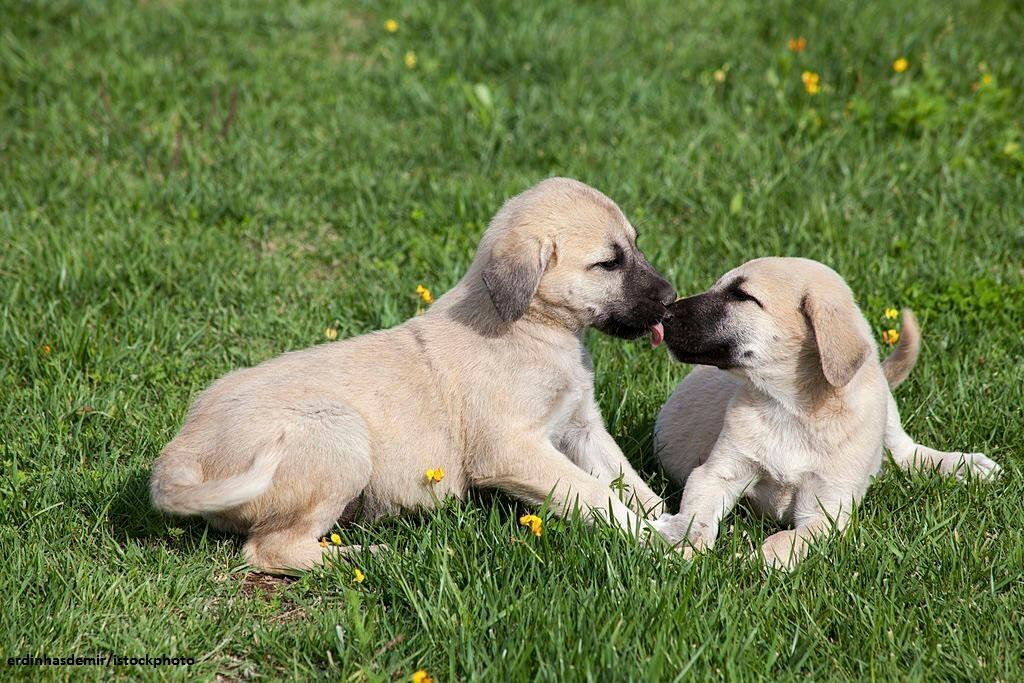 Anak Anjing Kangal