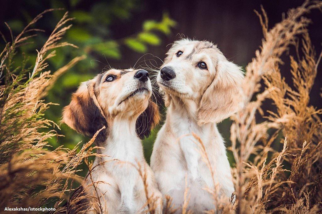 Anak Anjing Saluki