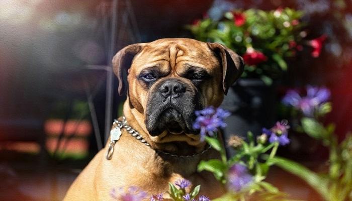 Anjing Bullmastiff