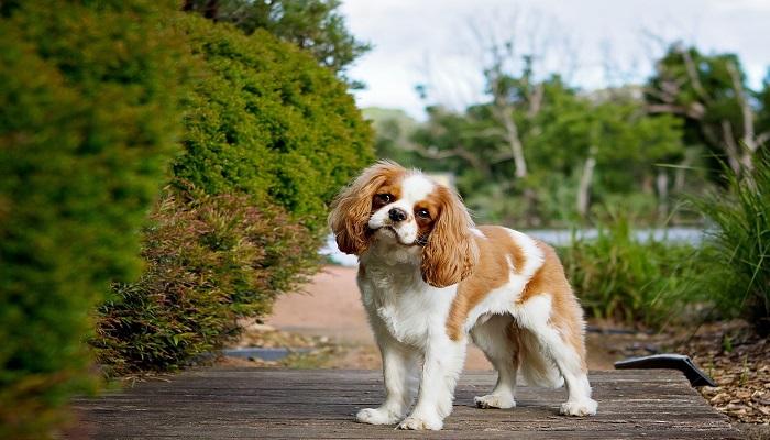Anjing Cavalier King Charles Spaniel