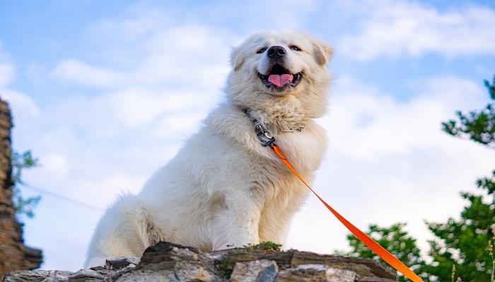 Anjing Great Pyrenees