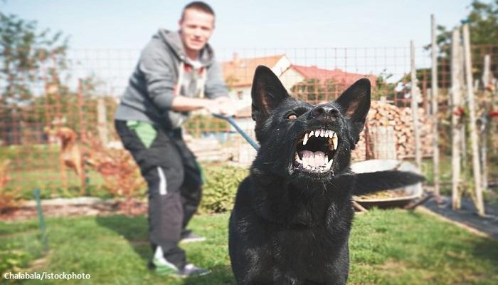 Anjing Penjaga
