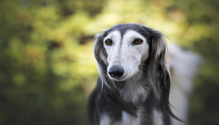 Anjing Saluki