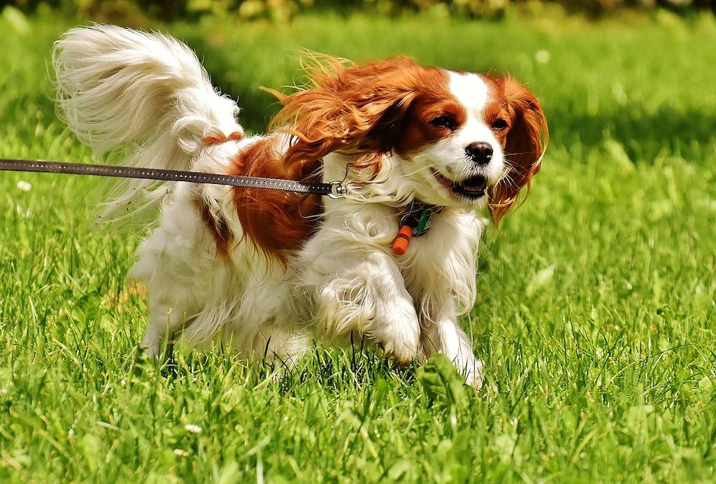 Anjing Spaniel