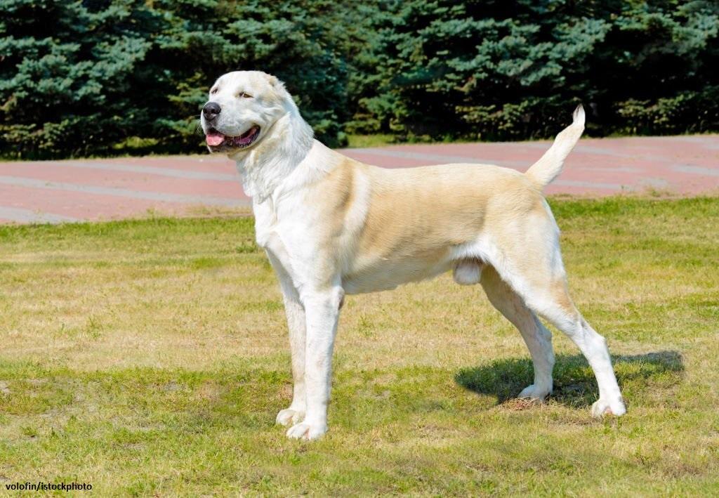 Ciri-ciri Anjing Alabai