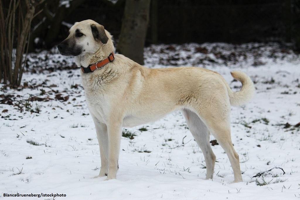 Ciri-ciri Anjing Kangal