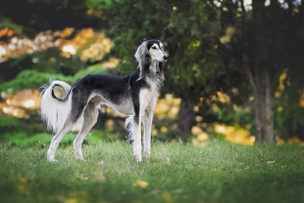 Ciri-ciri Anjing Saluki