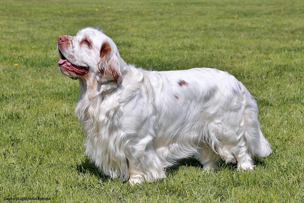 Anjing Spaniel