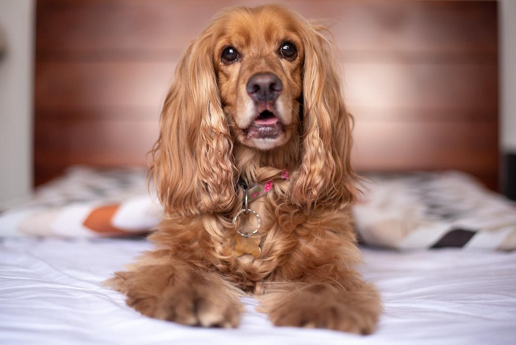 Anjing Spaniel