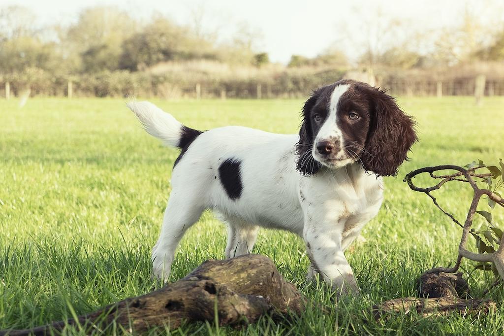 Anjing Spaniel