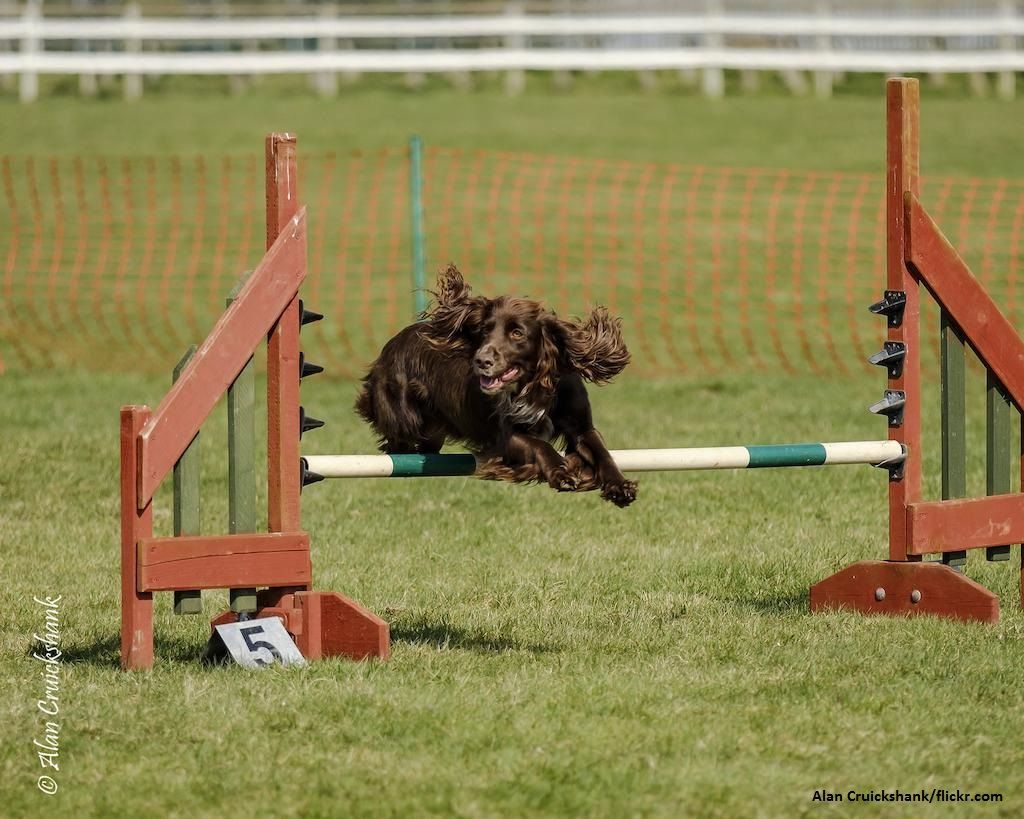 Anjing Spaniel