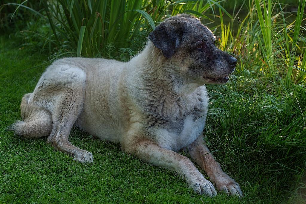 Jenis Anjing Kangal