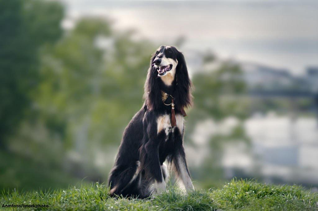 Anjing Saluki