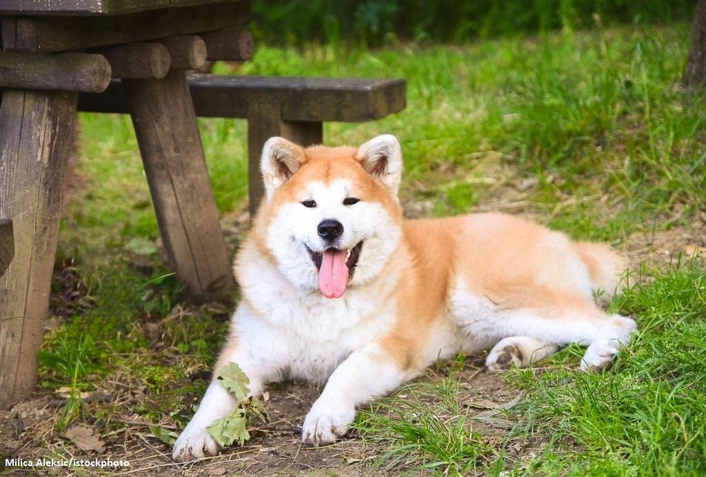 Jenis Anjing Paling Setia