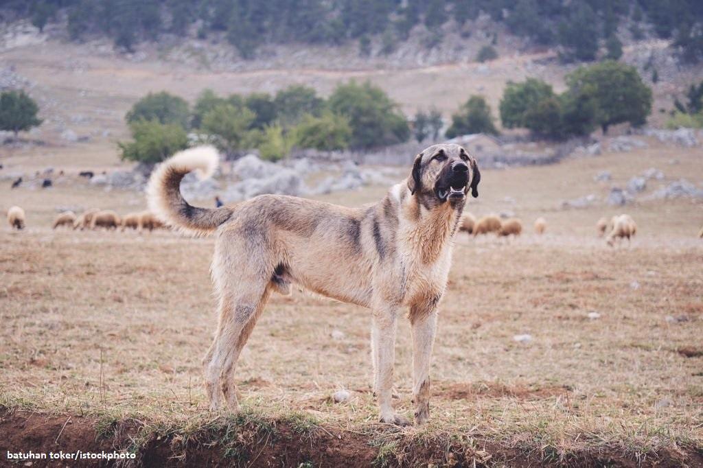 Anjing Kangal 1 Ras Anjing Kangal