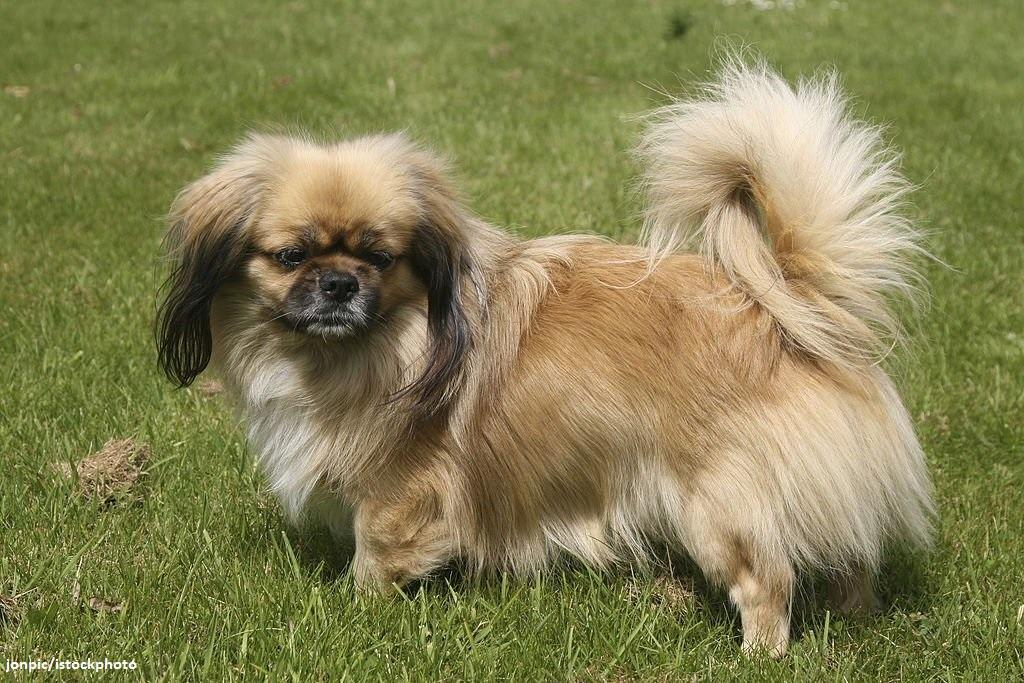 Anjing Spaniel