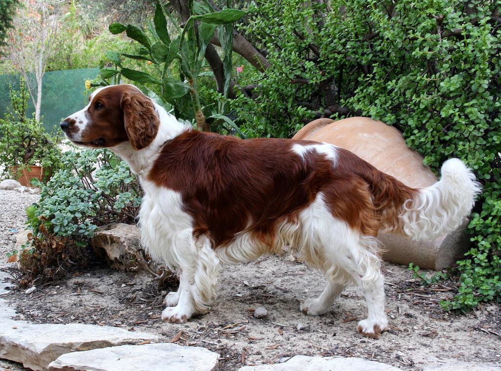Anjing Spaniel