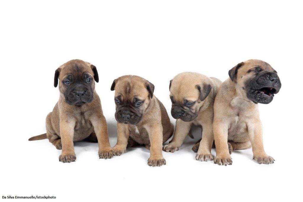 Anak Anjing Bullmastiff