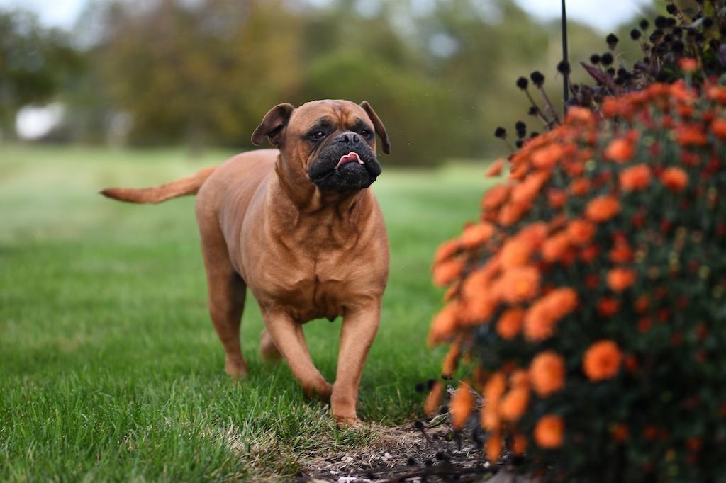 Merawat Anjing Bullmastiff