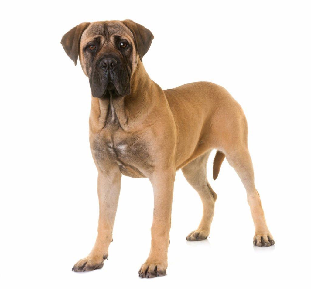 Ras Anjing Bullmastiff