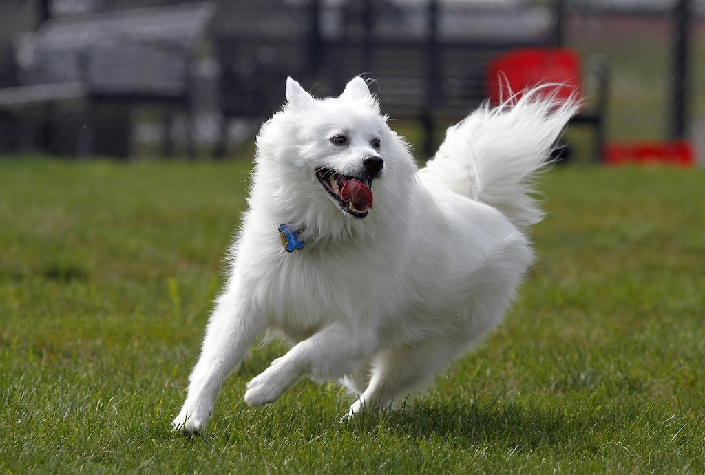 Anjing American Eskimo