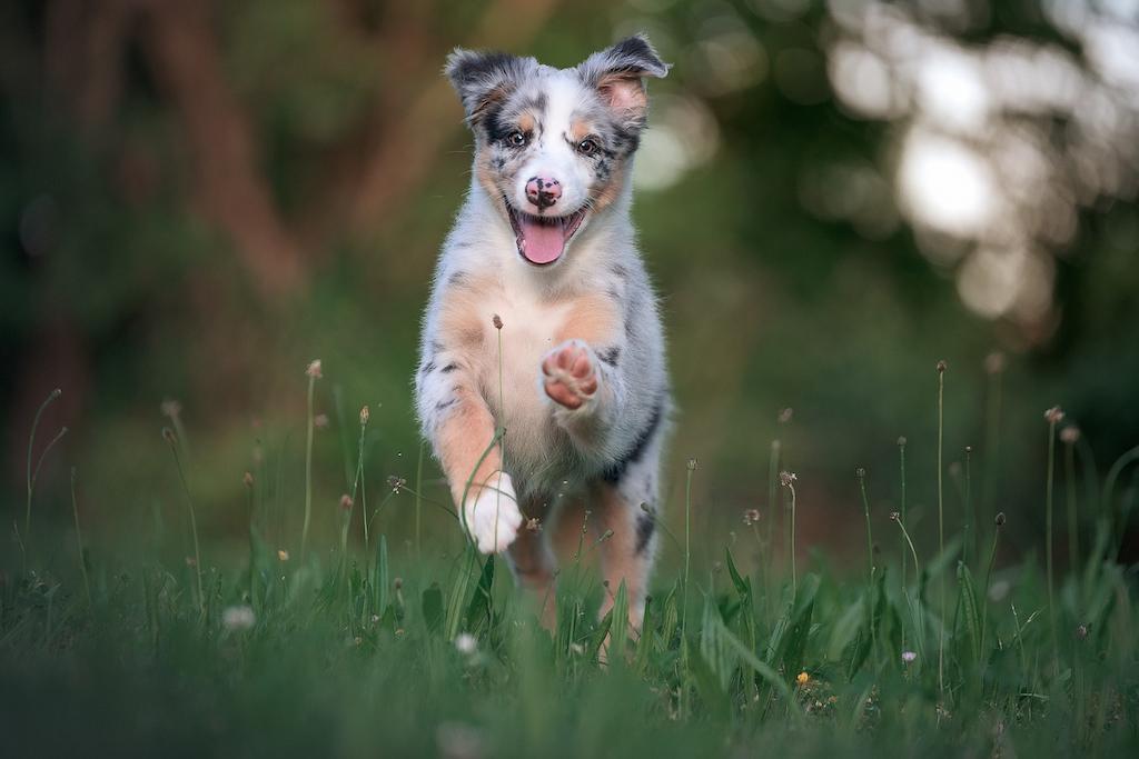 Anak Anjing Australian Shepherd