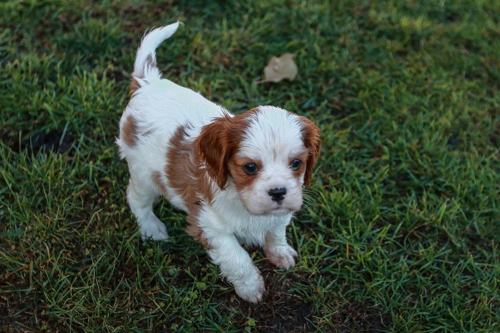 Anak Anjing Cavalier King Charles Spaniel