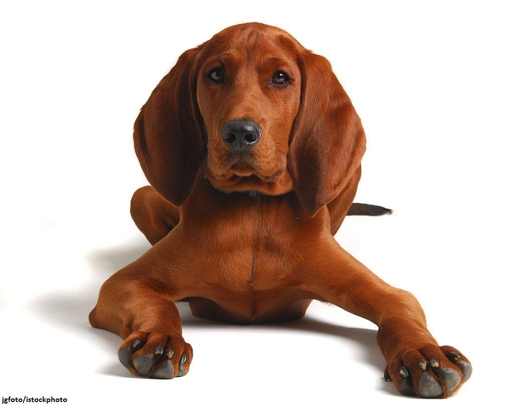 Anjing Pelacak