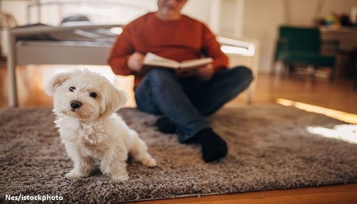 Anjing yang Cocok Untuk Apartemen