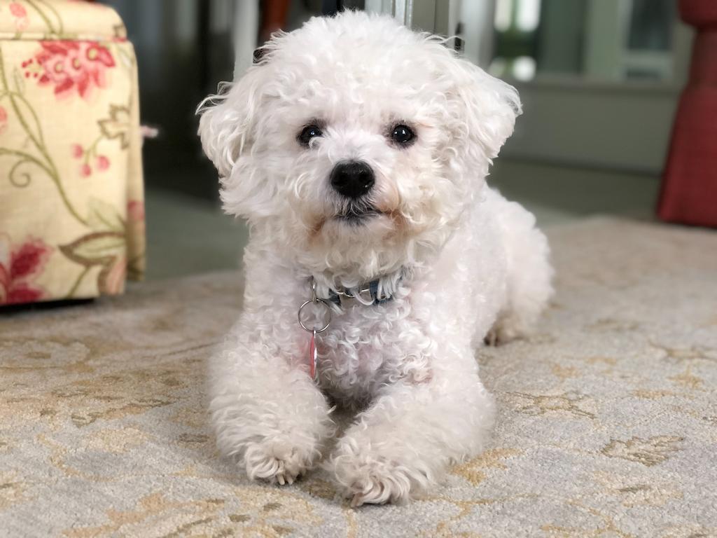 Anjing yang Cocok Untuk Apartemen