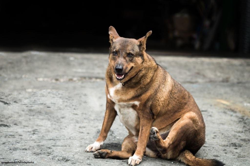 Cara Mengatasi Anjing Obesitas