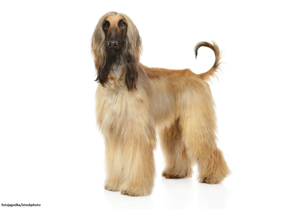 Ciri-ciri Anjing Afghan Hound