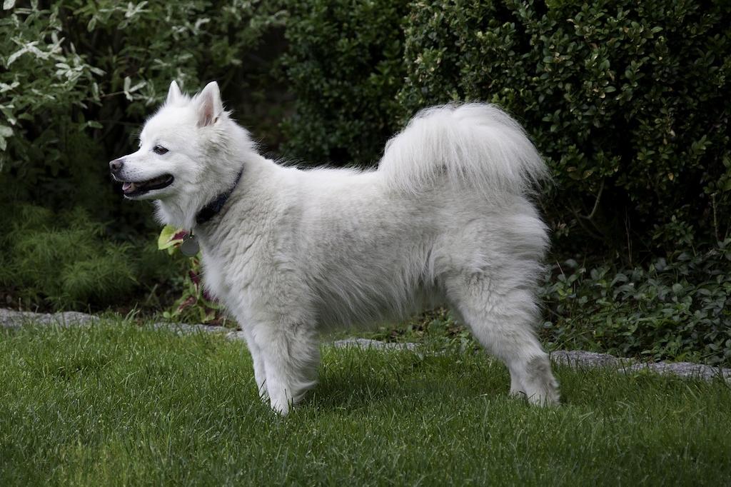 Ciri-ciri Anjing American Eskimo