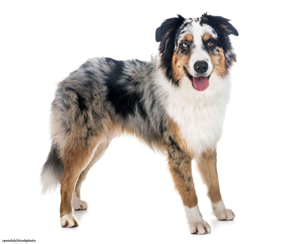 Ciri-ciri Anjing Australian Shepherd