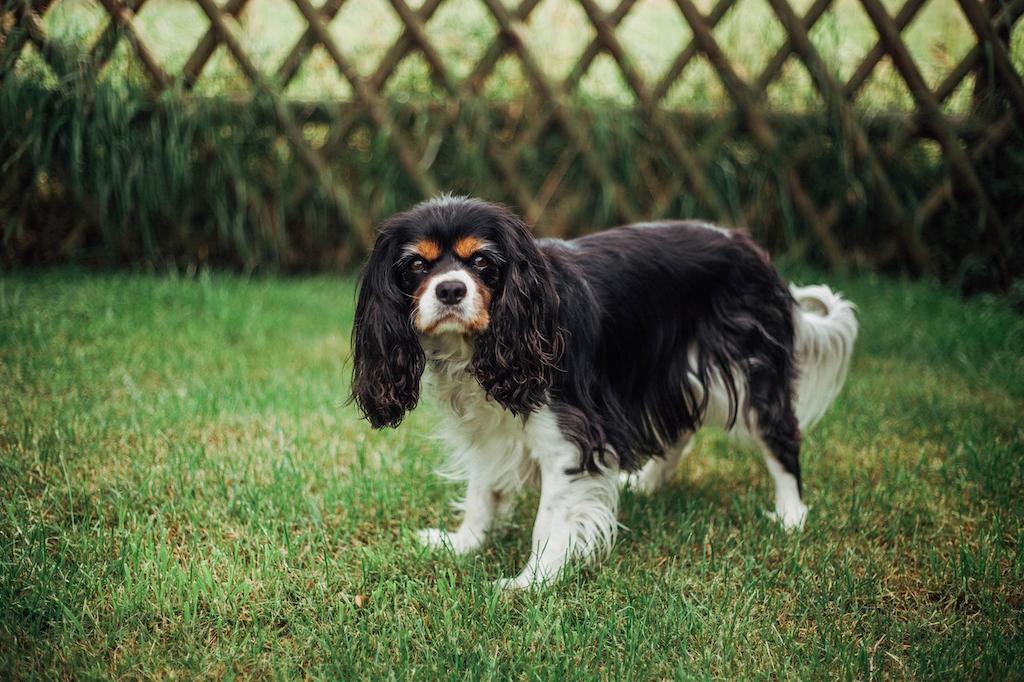 Ciri-ciri Anjing Cavalier King Charles Spaniel
